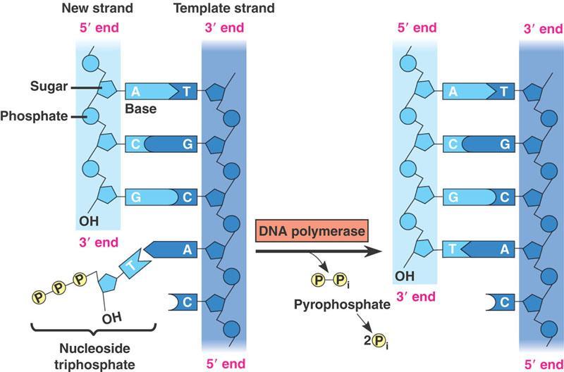 The Role of DNA Polymerase Elongation of new DNA at a replication fork: Is catalyzed