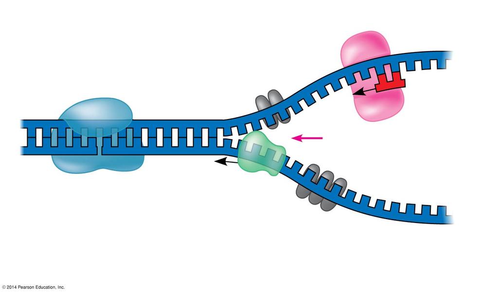 Origin of replication? Replication fork? 3 5? (skip) RN primer (made by pink blob=primase).