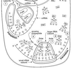 subunit 5 5 Start Small ribosomal subunit methionine Amino acid A site Anti The Figure shows elongation after several trnas have