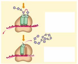 After its release, the trna can again bind with its specific amino acid, allowing repeated deliveries to the during translation.