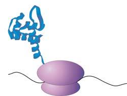 Once the polypeptide is completed, interactions among the amino acids give it its secondary and tertiary structures.