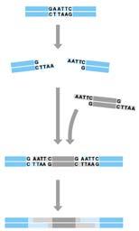 Restriction enzymes are obtained from bacteria that manufacture these enzymes to combat invading viruses.