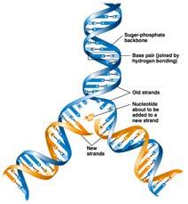 DNA Replication The process, called DNA replication, involves separating ( unzipping ) the DNA molecule into two strands, each of which
