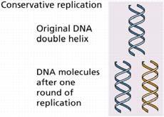 Because each of these doublestranded molecules of DNA consists of a single strand of old DNA (the template strand) and a single strand of