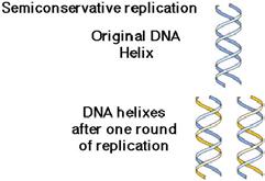 attach to each strand of the uncoiled DNA to keep them separate.