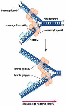 For the 5' 3' template strand, however, the DNA polymerase moves away from the uncoiling replication fork. This is because it can assemble nucleotides only as it travels in the 3' 5 direction.