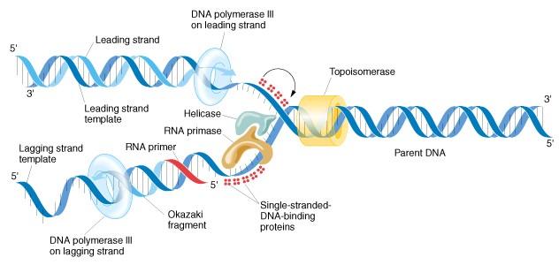 The Figure illustrates the growth of leading and lagging DNA complements.