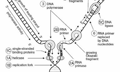 The Okazaki fragment of the lagging strand, however, still have its RNA primer attached, because a primer must initiate each new fragment. 1. Helicase unwinds the DNA, producing a replication fork.