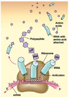 Messenger RNA () is a single strand of RNA that provides the template used for sequencing amino acids into a polypeptide.