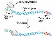 Together, the two subunits form a ribosome which coordinates the activities of the and trna