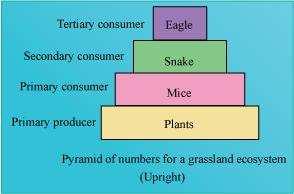 On the other hand, in a parasitic food chain, the pyramid of numbers is inverted.