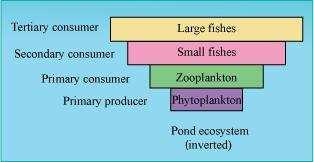 each trophic level of an ecosystem. It can be upright or inverted.