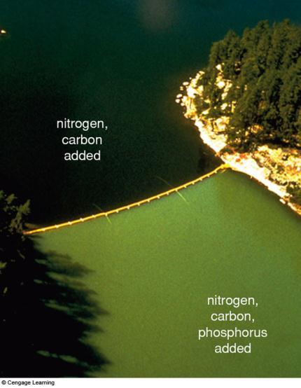 ecosystem Example: Phosphorus in aquatic