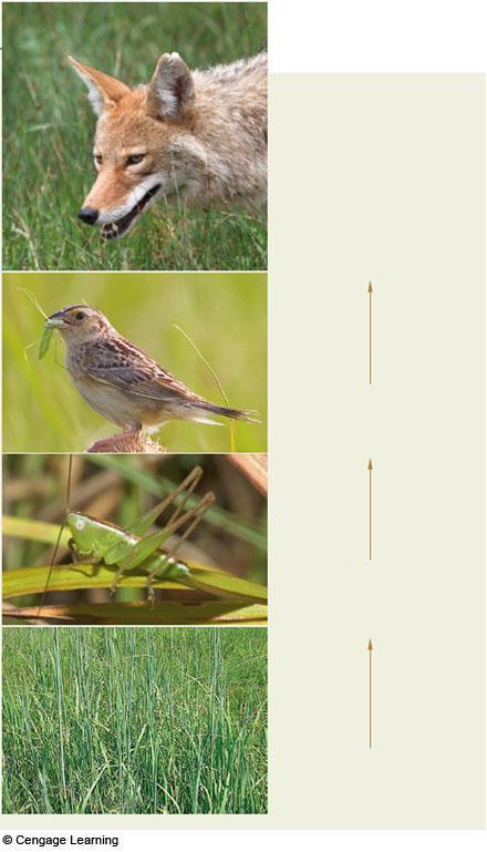 Food chains or trophic levels coyote Fourth Trophic Level carnivore (third-level consumer) sparrow Third Trophic Level carnivore (second-level consumer) grasshopper Second Trophic Level herbivore
