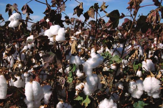 SUSTAINABLE COTTON PROJECT About Us Who we are The Sustainable Cotton Project (SCP) is an internationally recognized California-farm based program dedicated to changing the way cotton, one of the