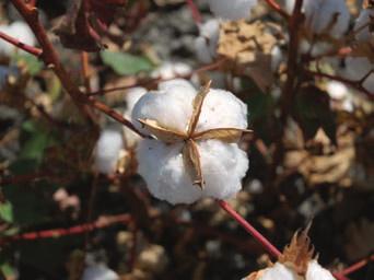 Cotton is an annual crop and in California it is planted in April, taking about 180 to 200 days to reach full maturity for harvest starting in October.