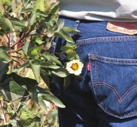 Press Release The trademarked high quality fiber already is attracting interest from some of the world s largest apparel retailers, including Gap Inc., PrAna and Levi Strauss & Co.