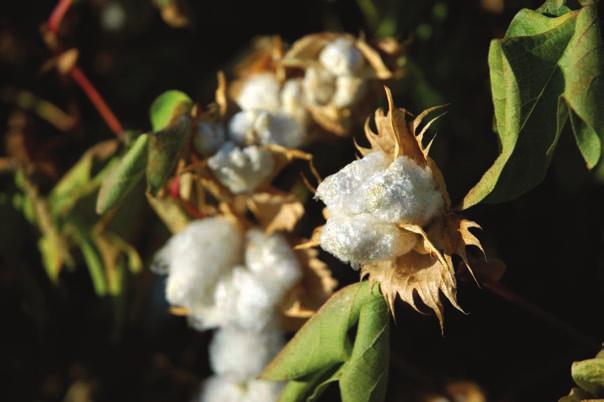 SCP provides extensive support and resources to growers, including access to leading University of California Cooperative Extension and UC Statewide Integrated Pest Management cotton experts.