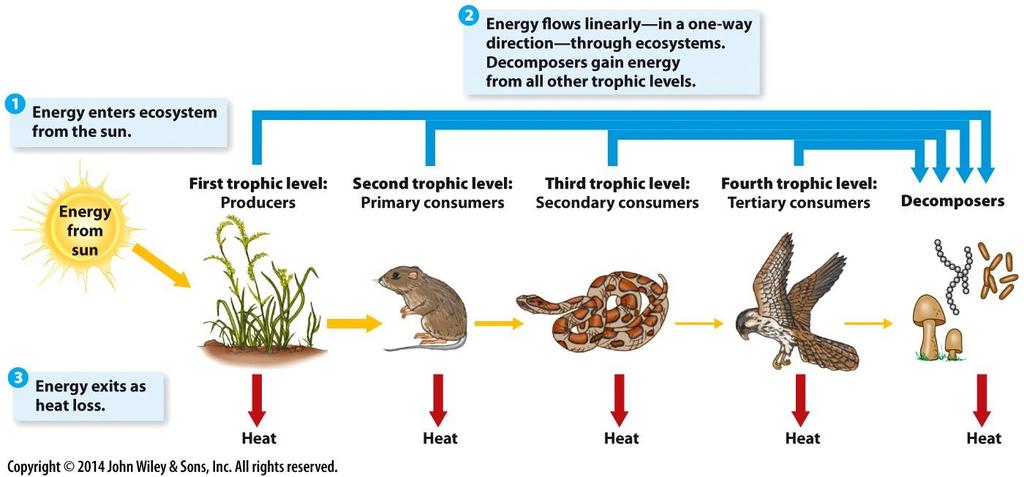 The Flow of Energy Through Ecosystems Energy flow the passage of energy in a one-way direction through an ecosystem, occurs in food chains Trophic level each level in a