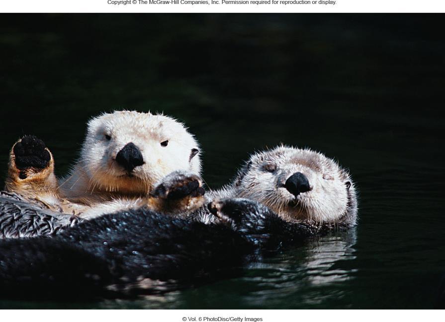 Another keystone species, the sea otter