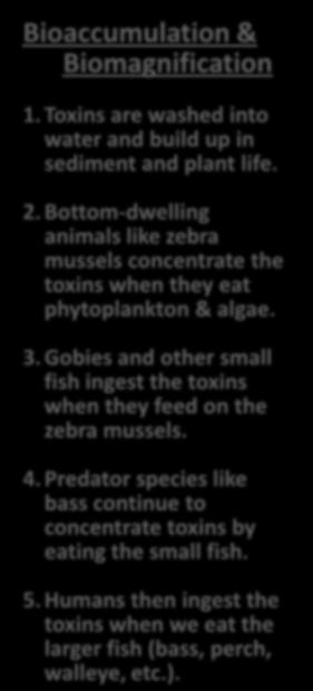 the toxins when they eat phytoplankton & algae. 3.