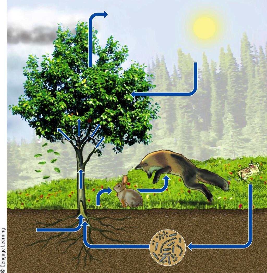 Precipitaton Oxygen (O 2 ) Major Biotic and Abiotic Components of an Ecosystem Carbon dioxide (CO 2 ) Producer