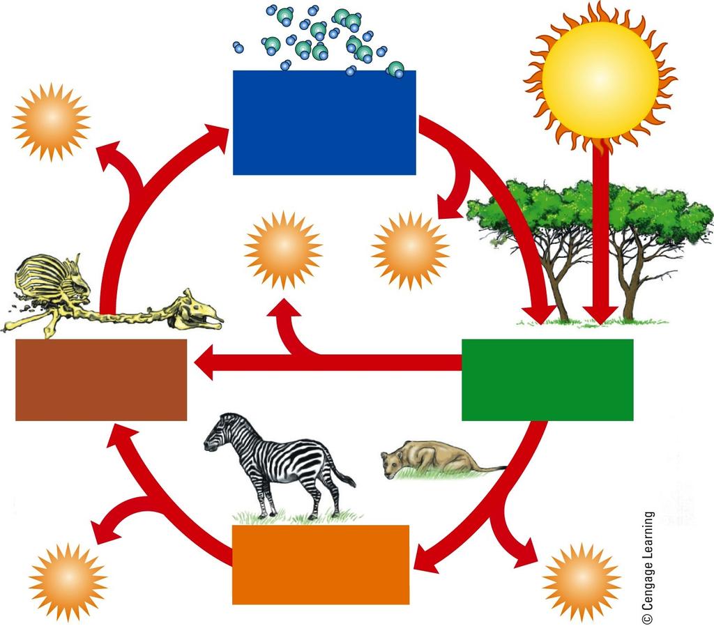 The Components of an Ecosystem Heat Chemical nutrients (carbon dioxide, oxygen, nitrogen, minerals) Solar energy Heat