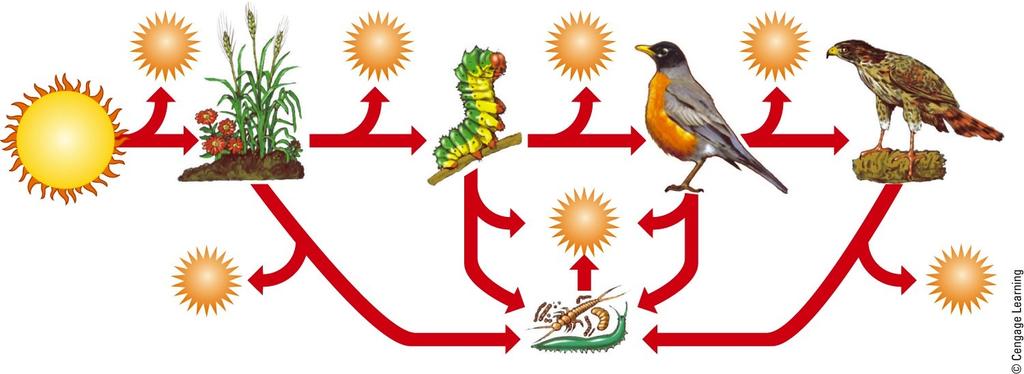 A Food Chain First Trophic Level Second Trophic Level Third Trophic Level Fourth Trophic Level Producers (plants) Primary consumers (herbivores) Secondary