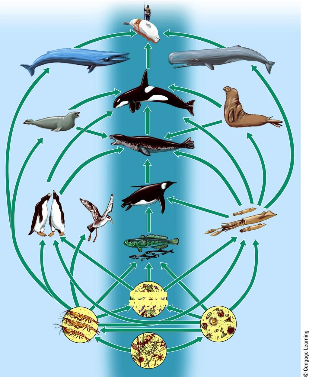 A Food Web Blue whale Humans Sperm whale Crabeater seal Killer whale Elephant seal Adelie penguin Leopard seal