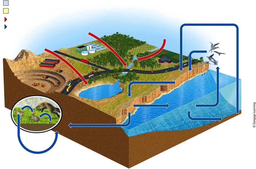Process Reservoir Pathway affected by humans Natural pathway Phosphates in sewage Phosphates in mining waste Animals (consumers) Plants (producers) Runoff Runoff Phosphate dissolved in water