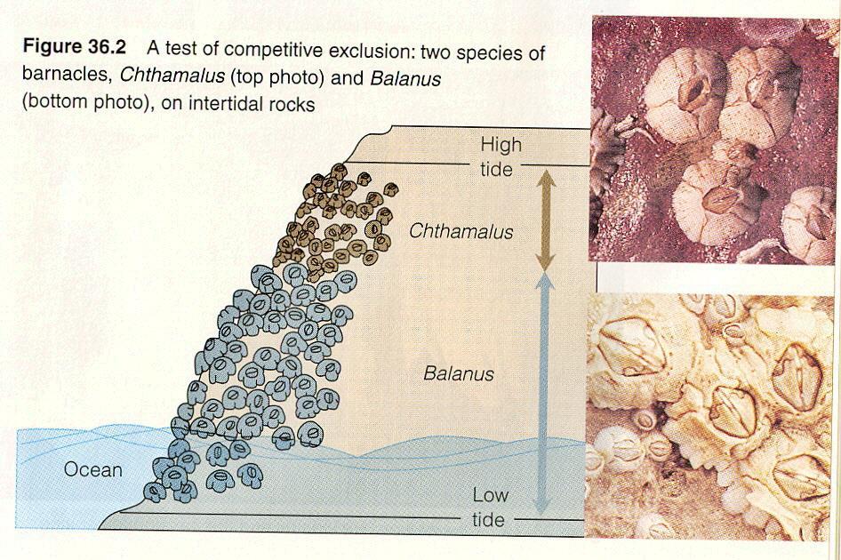 This battle line shows how each barnacle species fights for space on the rocks.