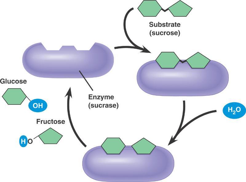 Proteins are agents of molecular specificity! Ex. Sucrase - and enzyme the cleaves sucrose into glucose and fructose What helps sucrase recognize and bind to sucrose?