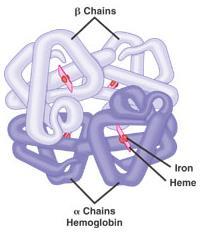 Proteins (polypeptides) Four