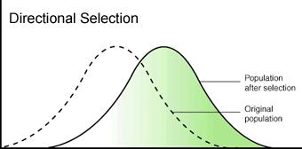 Directional Selection Selection where one extreme is favoured over the other. This will cause a shift in the phenotypes in that direction.