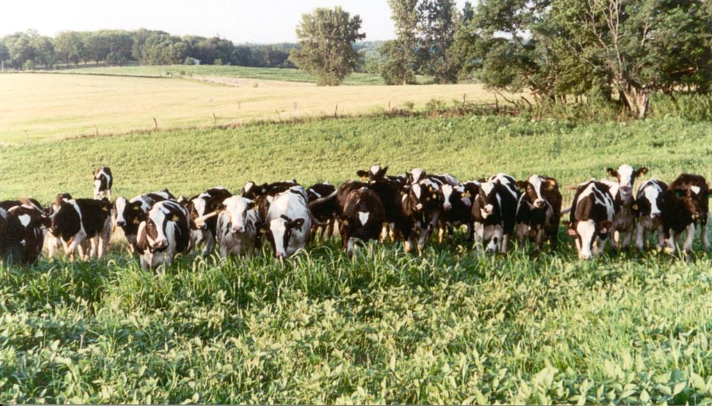 Missouri 700-Cow Dairy Model A Value Added Enterprise for Missouri Crop