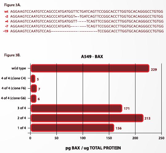 Page 4 of 7 Page 4 of 7 Figure 3 Knockout of tetraploid BAX in A549 cells using ZFNs.