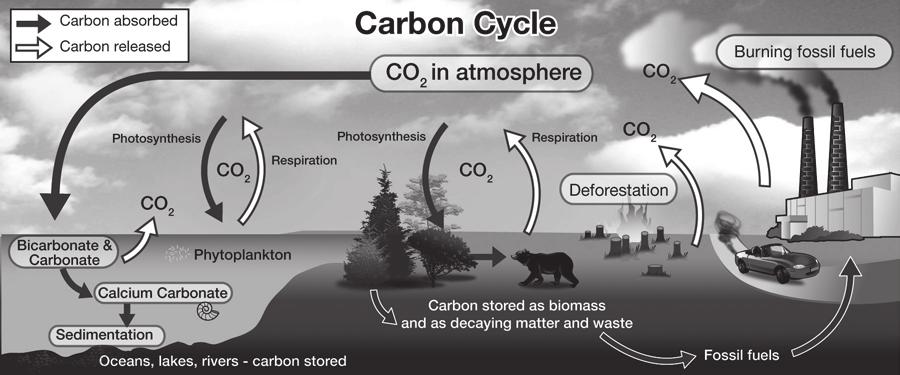 Oceans and the Carbon Cycle Investigation 15B 15B Oceans and the Carbon Cycle What role do the oceans play in the carbon cycle?