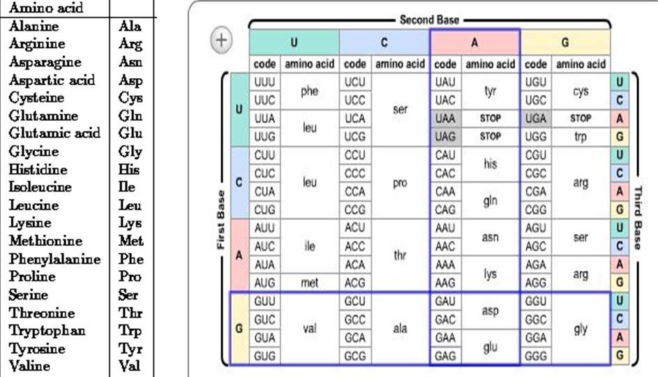 Table #5 Use the table (below) to determine which codon matches up with which amino acid Need a refresher on how to use the chart shown above? See: https://s3.