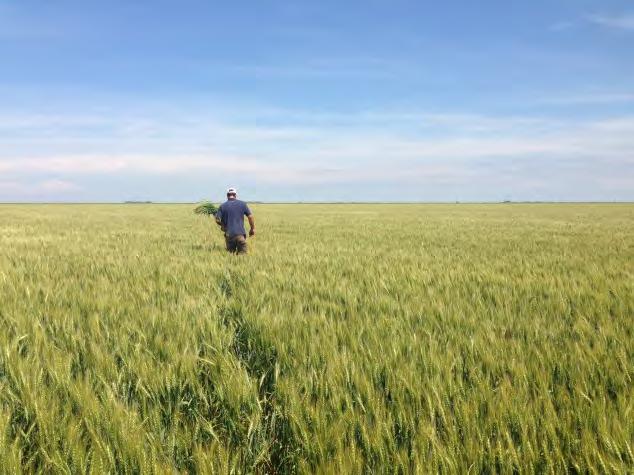 For wheat diseases, scouting is integral to achieving the best control