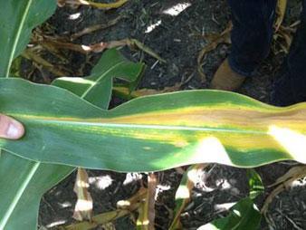 Classical N deficiency hunger sign is yellowing
