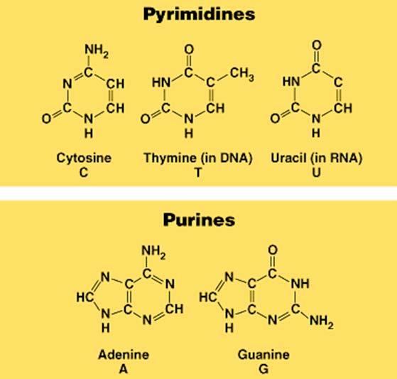 Nitrogen Bases That Occur in Nucleotides From textbook Fig. 5.27, p. 87 Pyrimidines contain only one ring. Purines contain two rings.