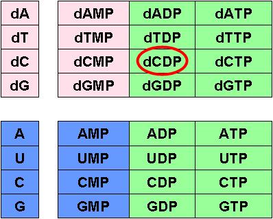 Abbreviated Structure of the Nucleotide dcdp 28 You should be able to draw the abbreviated structure of a nucleotide (as shown at right) from its name (as shown in the table).