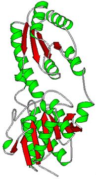 in its native conformation is a specific region (site) of the protein that has a defined function.