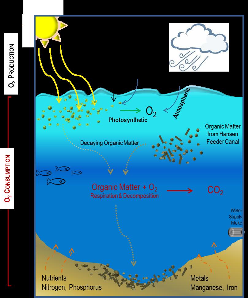 Figure 4.3 Conceptual model of dissolved oxygen dynamics in Horsetooth Reservoir.