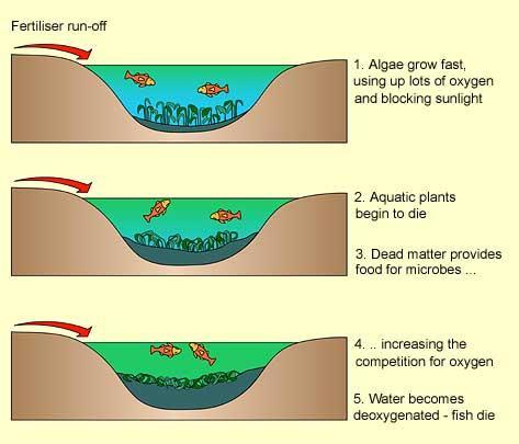 What is Eutrophication?