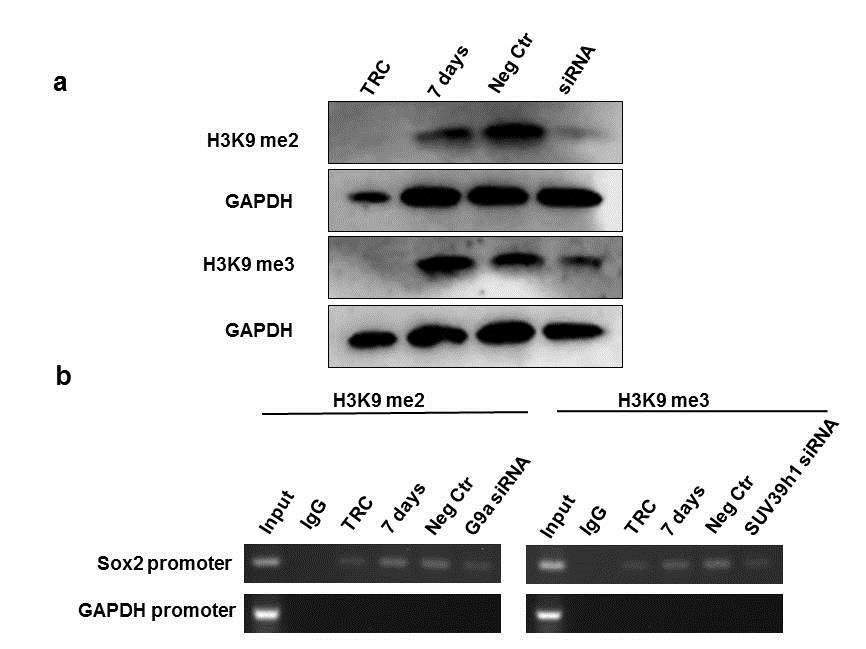 Supplementary Figure 6. H3K9 methylation in TRCs and control melanoma cells. (a) Western blotting analysis of H3K9 di- (me2) or tri-methylation (me3) in various conditions.