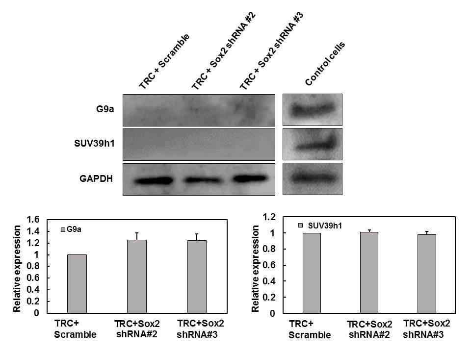 Supplementary Figure 8. Silencing Sox2 in TRCs does not affect expression of G9a and SUV39h1.