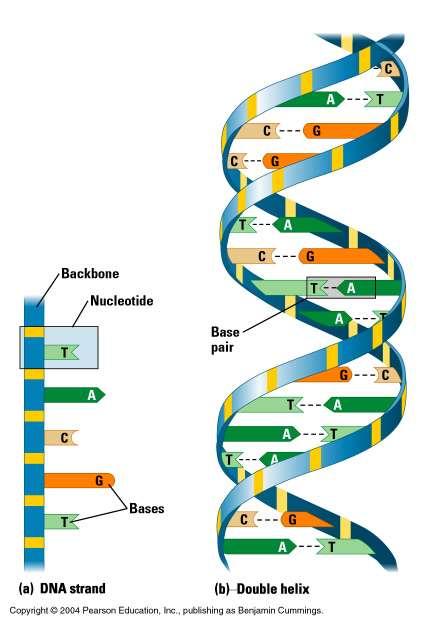 The Genome is Who We Are on the inside!