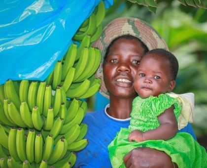 THE IMPACT To date, 240 Mutema farmers have planted a total of 60 hectares of tissue-cultured bananas.