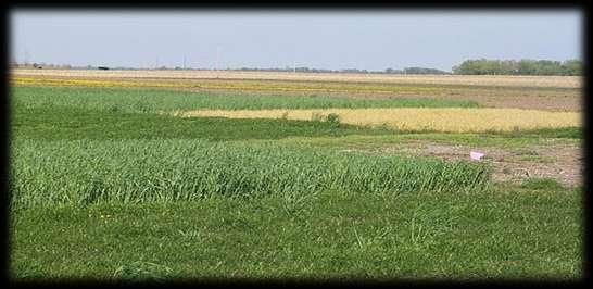 mixtures vetch and rye have more soil organic matter (SOM), water